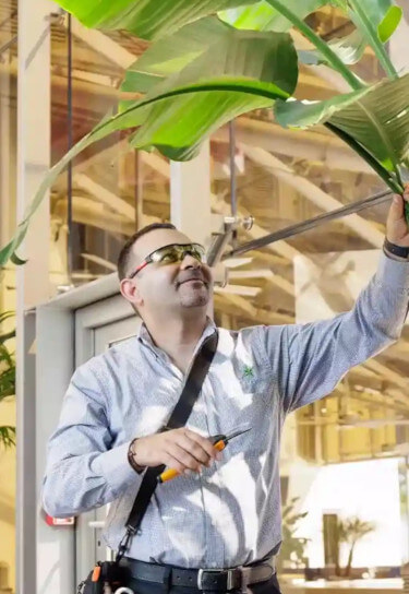 Ambius colleague cutting indoor plant