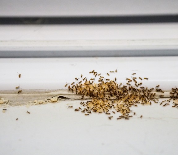 ants hero image mobile size