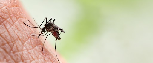asian tiger mosquito on human skin 