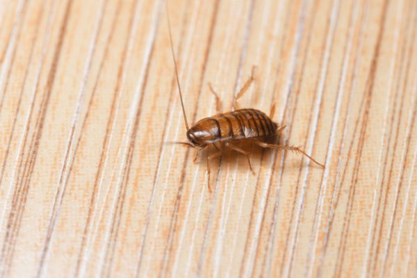 baby cockroach crawling on wood