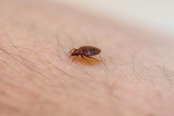 Bed bug on skin