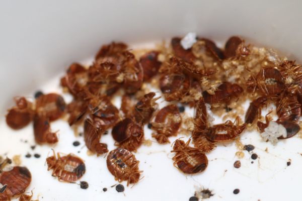Close up of bed bugs