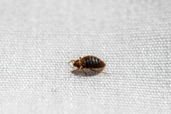 Bed Bug Crawling