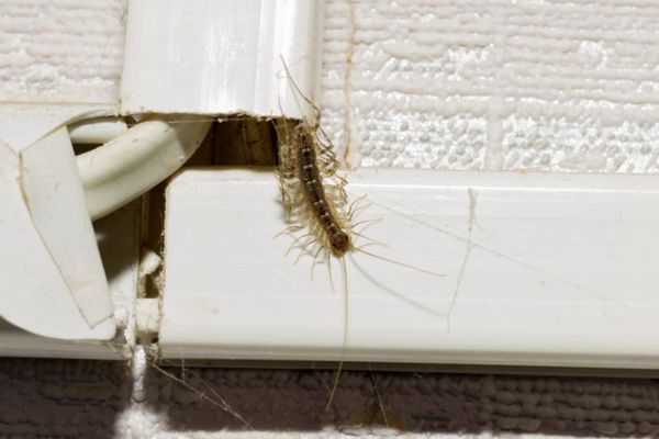 Centipede crawling