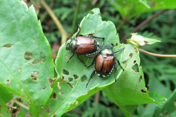 beetle hero image