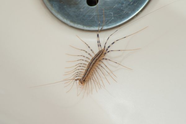 Centipede spotted in sink