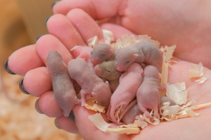 Baby mice