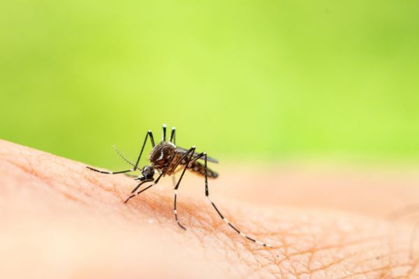 Mosquito eating of human skin