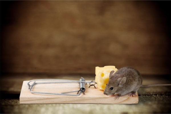 Mouse next to a trap with cheese