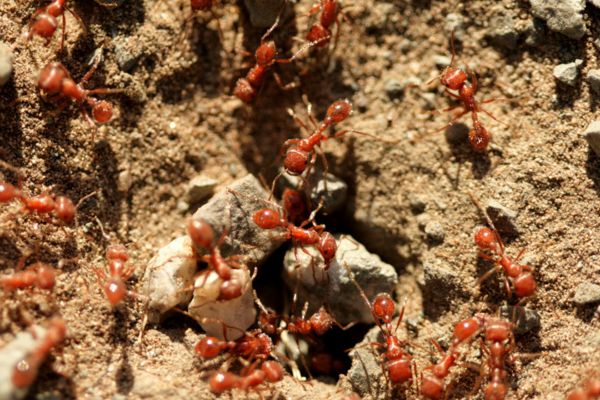 Red Ants