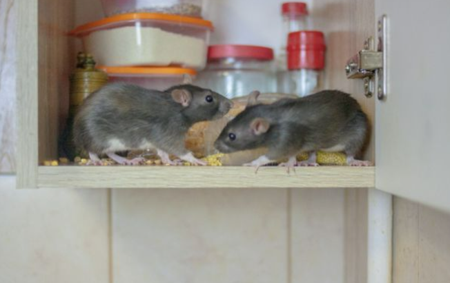 Rodent infestation