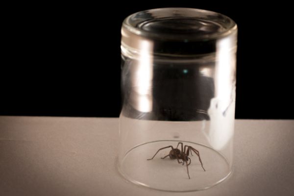 Spider trapped under glass