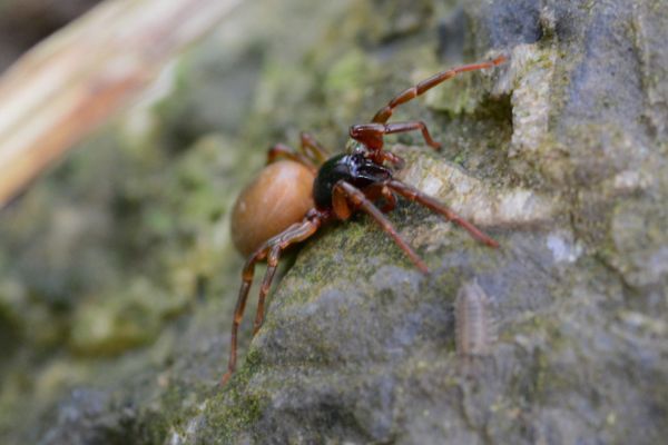 Woodlouse hero image