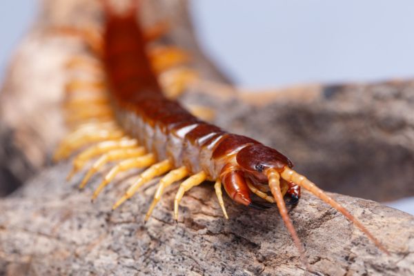 Upclose of centipede