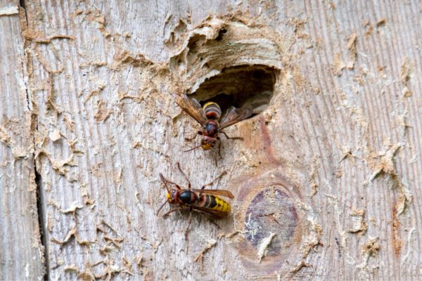 Hornets crawling out of a hole in wood