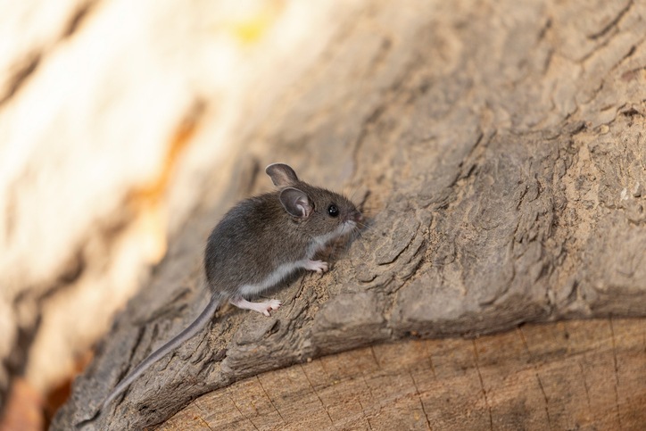 Deer mouse