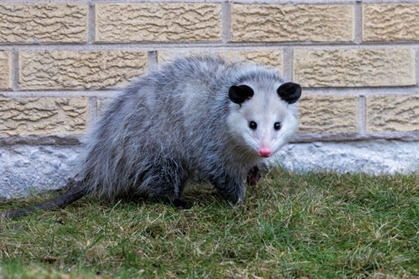 Opossum infront of a wall