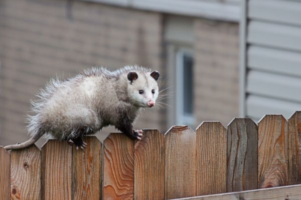 Opossum on top of a fence