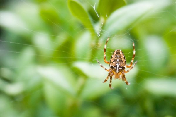 Spider hanging from web