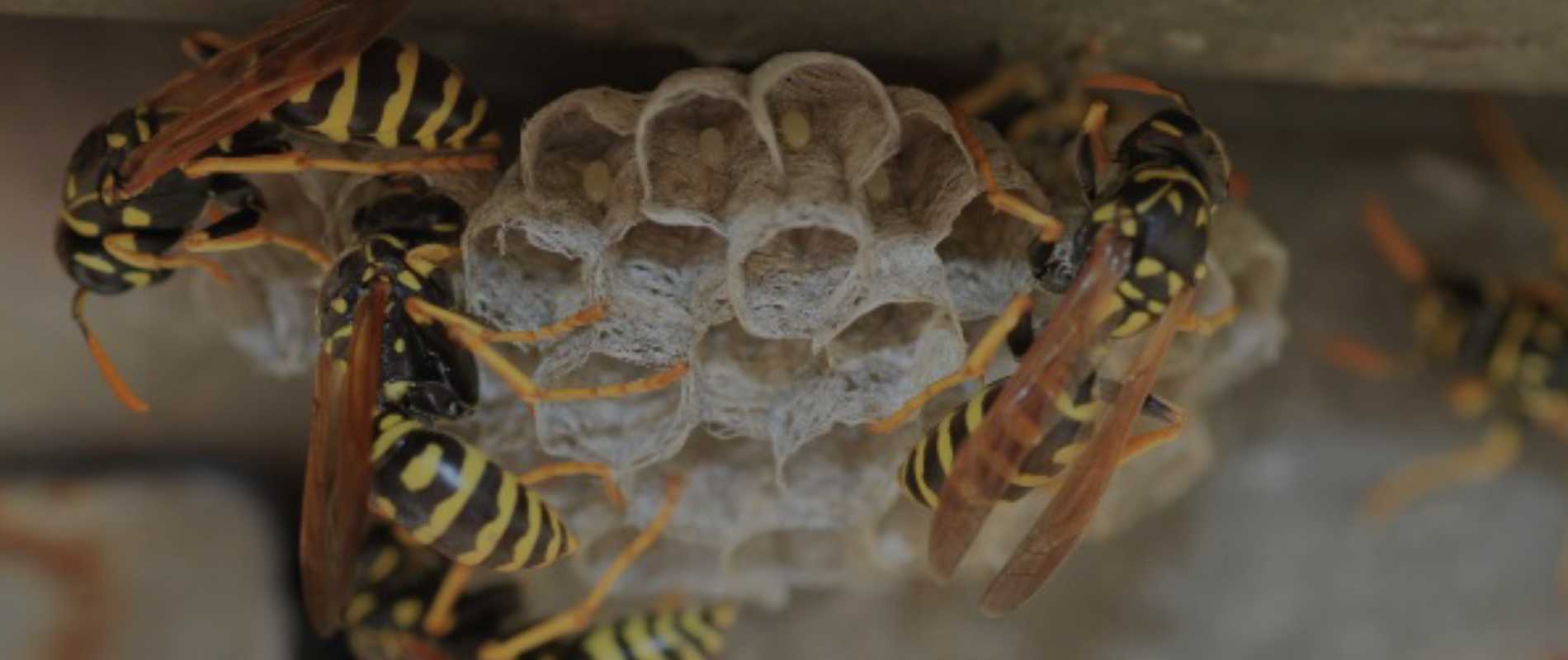 Wasps on a wasp nest
