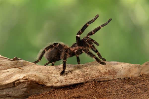 Tarantula in the nature