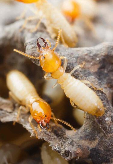 Close up of termites