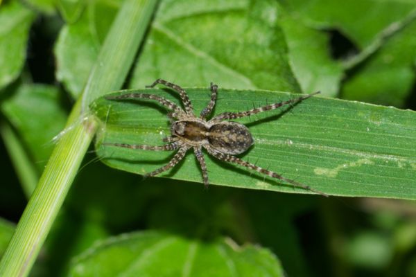 Wolf spider on plant