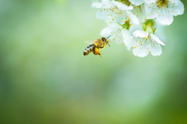 working bee near a white flower