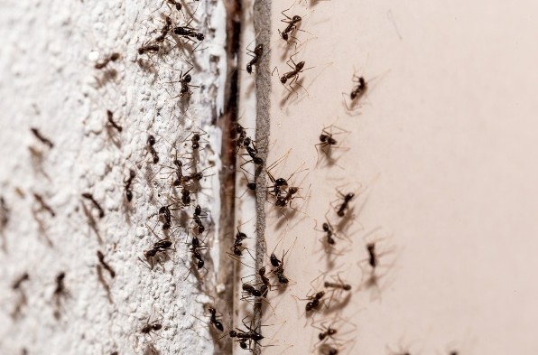Ants how to identify where they live