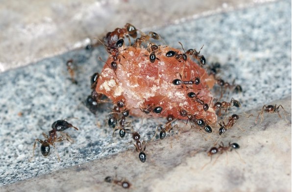 How to get rid of ants in your home