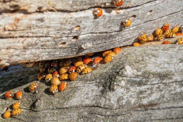 ladybug and asian lady beetles