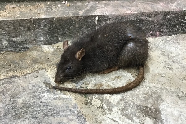 big rat on floor