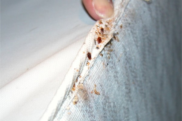 bed bugs in mattress