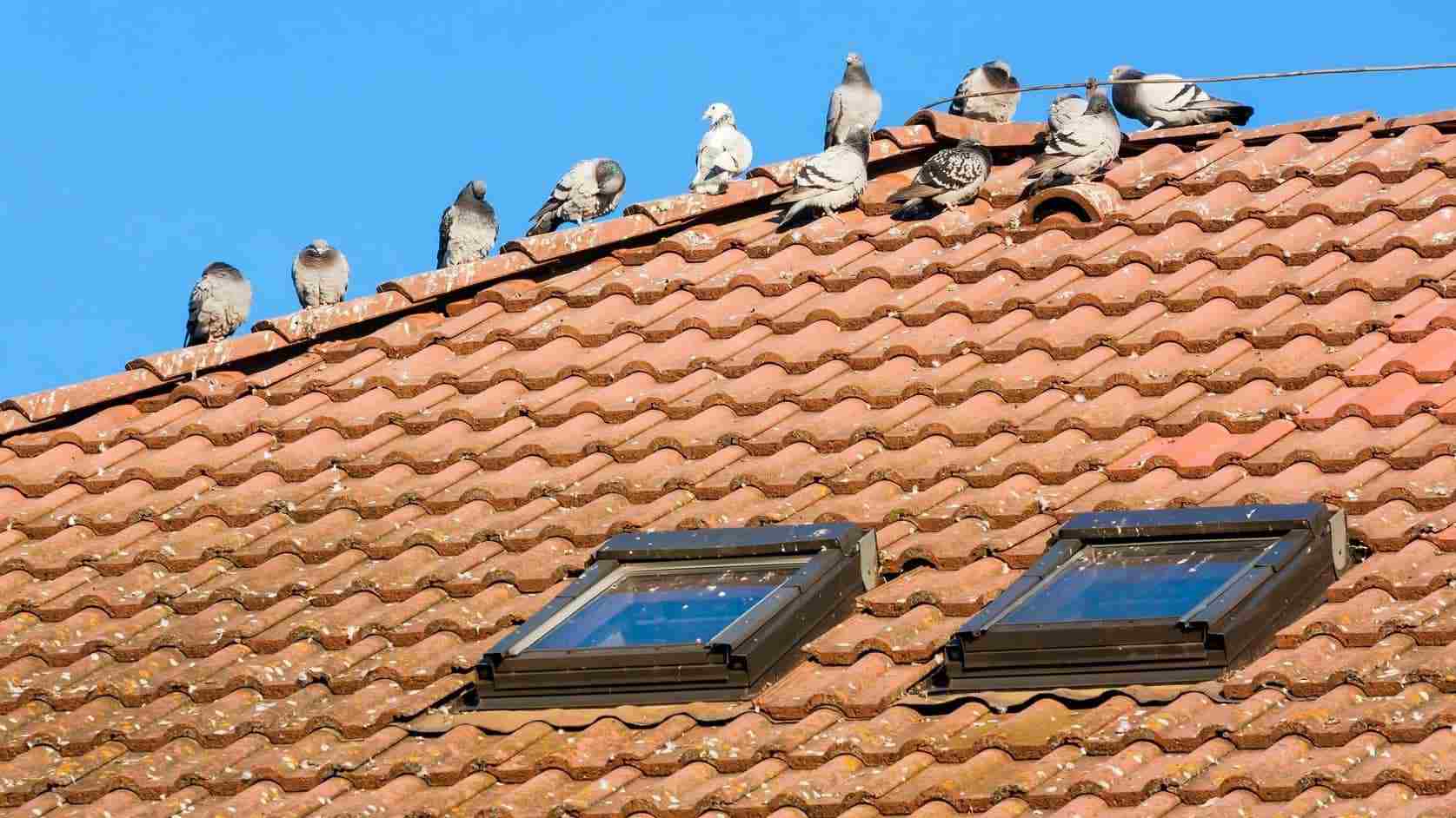 birds on roof
