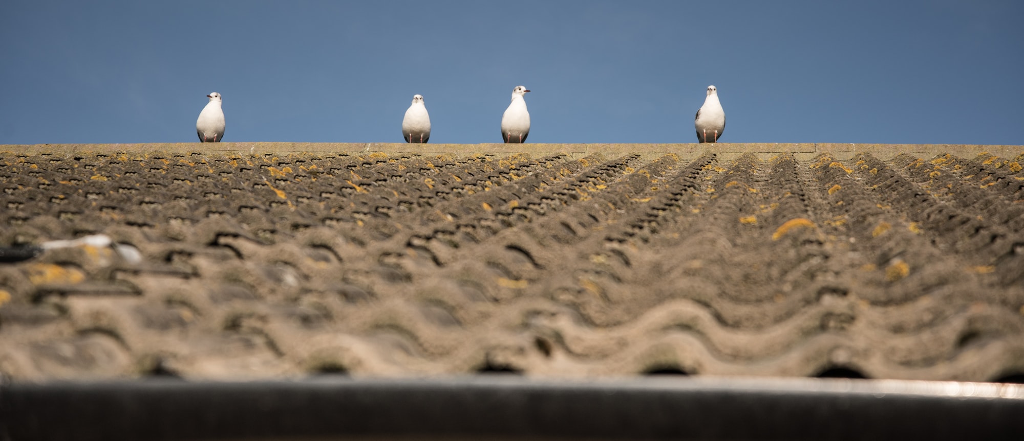 four birds on a roof