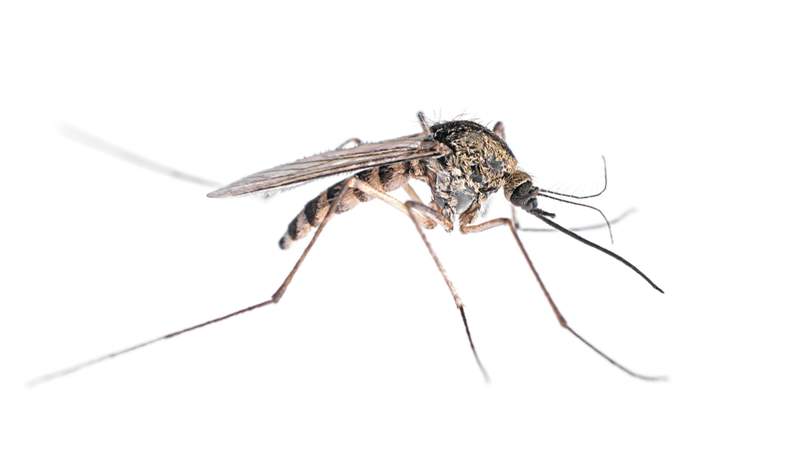 large mosquito with no background