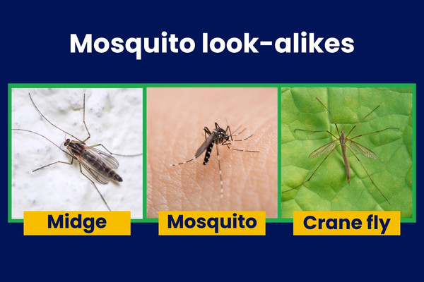 Mosquito lookalikes