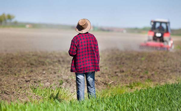 farmer looking over farm field