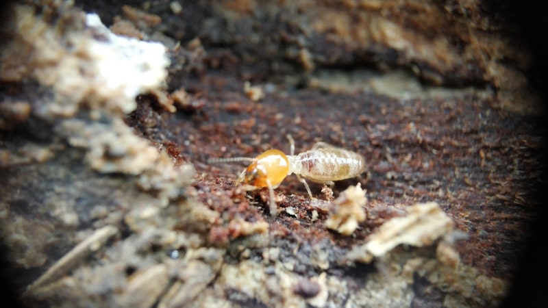 termite