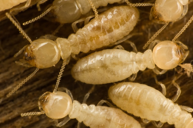 subterranean termites close up