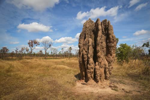termite mound