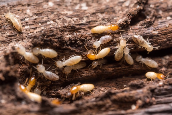 termites on wood