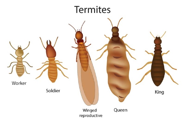 termite type diagram