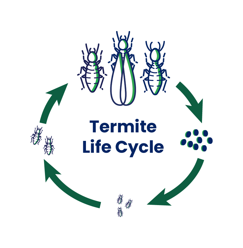 termite lifecycle stages
