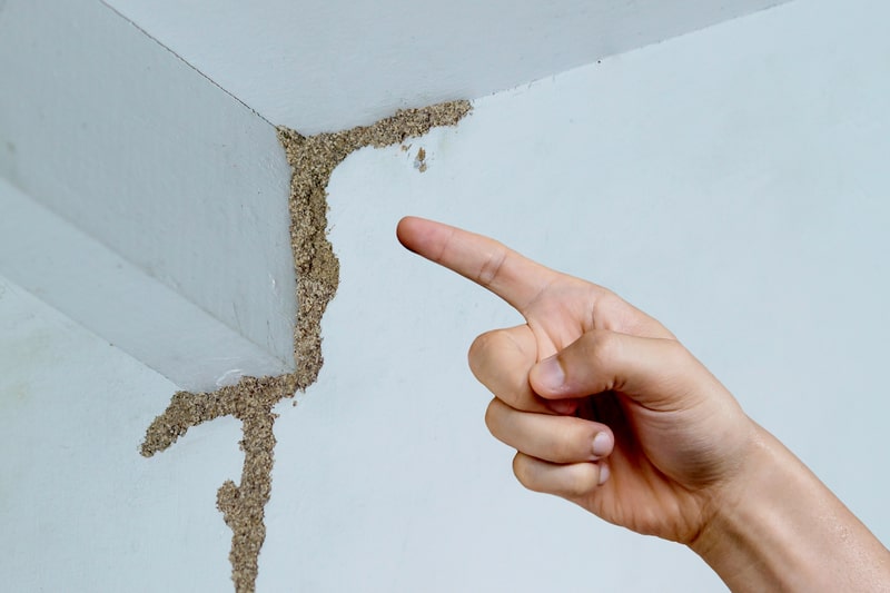 signs of termite infestation