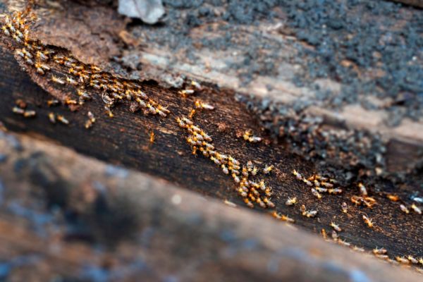 termites on dead wood